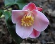 vignette Camlia ' MINATO-NO-AKEBONO ' camellia hybride, parfum