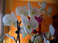 vignette Orchide (Phalaenopsis)
