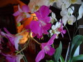 vignette Orchide (Dendro et Phal)