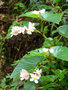 vignette Begonia descoleana