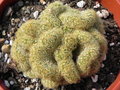 vignette Mammillaria elongata 'Stella-Aurata Cristata'