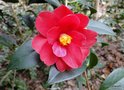 vignette Camlia ' FREEDOM BELL ' camellia hybride