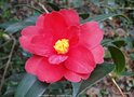 vignette Camlia ' FREEDOM BELL ' camellia hybride