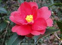 vignette Camlia ' FREEDOM BELL ' camellia hybride