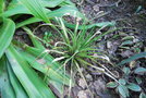 vignette Fascicularia bicolor ssp. canaliculata
