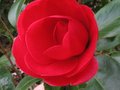 vignette Camellia japonica Coquettii autre vue au 05 02 11