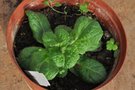 vignette Sauge - Salvia verticillata