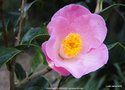 vignette Camlia ' ANNE MARIE PICHON ' camellia hybride