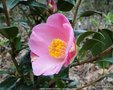 vignette Camlia ' ANNE MARIE PICHON ' camellia hybride