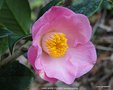 vignette Camlia ' ANNE MARIE PICHON ' camellia hybride