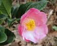 vignette Camlia ' ANNE MARIE PICHON ' camellia hybride