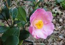 vignette Camlia ' ANNE MARIE PICHON ' camellia hybride