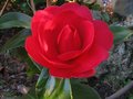 vignette Camellia japonica Coquettii bien ouvert au 06 02 11