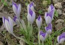 vignette Crocus