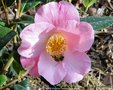 vignette Camlia ' ANNE MARIE PICHON ' camellia hybride