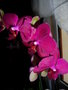 vignette phalaenopsis hybride