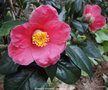 vignette Camlia ' SPRING'S  PROMISE ' camellia japonica