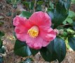 vignette Camlia ' SPRING'S  PROMISE ' camellia japonica