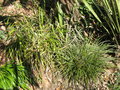 vignette Fascicularia bicolor ssp canaliculata et Bilbergia nutans