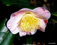 vignette Camlia ' FURO-AN ' camellia japonica