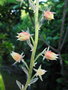 vignette Echeveria nodulosa