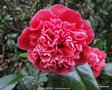 vignette Camlia ' VOLUNTEER ' camellia japonica