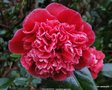 vignette Camlia ' VOLUNTEER ' camellia japonica