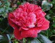 vignette Camlia ' VOLUNTEER ' camellia japonica