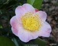 vignette Camlia ' FURO-AN ' camellia japonica