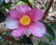 vignette Camlia ' YUME ' camellia hybride