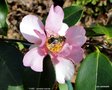 vignette Camlia ' YUME ' camellia hybride