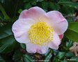 vignette Camlia ' FURO-AN ' camellia japonica