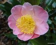 vignette Camlia ' FURO-AN ' camellia japonica