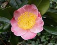 vignette Camlia ' FURO-AN ' camellia japonica