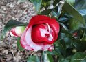 vignette Camlia ' MIDNIGHT VARIEGATED '  camellia japonica