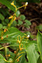 vignette Hedychium horsfieldii