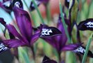 vignette Iris reticulata Pauline