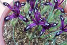 vignette Iris reticulata Pauline