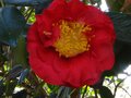vignette Camellia japonica Grand Prix premire fleur au 09 02 11