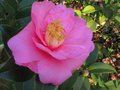 vignette Camellia hybride  identifier au 09 02 11