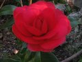 vignette Camellia japonica Coquettii au 09 02 11