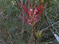 vignette Grevillea Johnsonii au 09 02 11