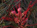 vignette Grevillea johnsonii gros plan au 09 02 11