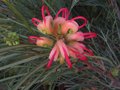 vignette Grevillea Johnsonii autre gros plan au 09 02 11