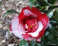 vignette Camlia ' MIDNIGHT VARIEGATED '  camellia japonica