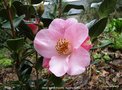 vignette Camlia ' ANNE MARIE PICHON ' camellia hybride