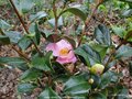 vignette Camlia ' ANNE MARIE PICHON ' camellia hybride