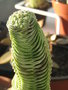 vignette Crassula 'Buddha's Temple'