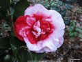 vignette Camlia ' MIDNIGHT VARIEGATED '  camellia japonica