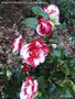 vignette Camlia ' MIDNIGHT VARIEGATED '  camellia japonica